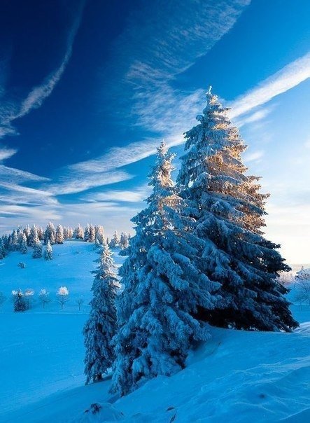 Ели - дерево, ель, снег, зима - оригинал