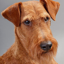 Схема вышивки «Ирландский терьер»