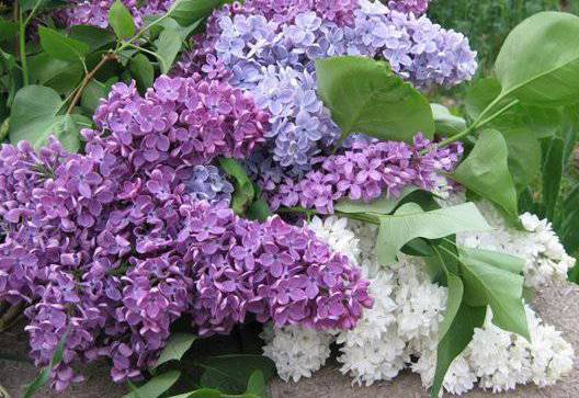 сирень - оригинал