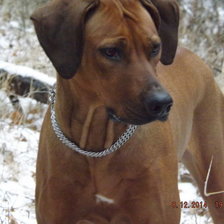 Схема вышивки «Родезиец.»