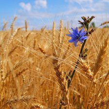 Схема вышивки «пшеница»