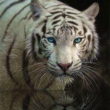 Схема вышивки «Белый тигр»