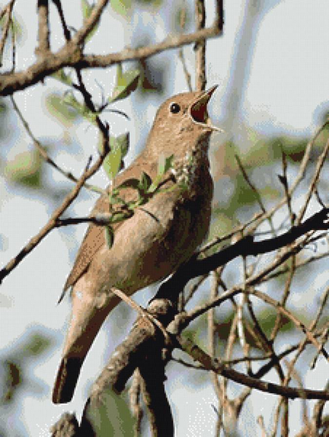 Солист - природа, птицы, весна - предпросмотр