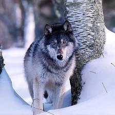 Схема вышивки «Волк»