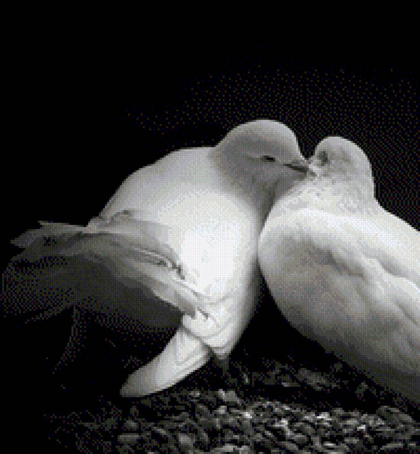 голуби - предпросмотр