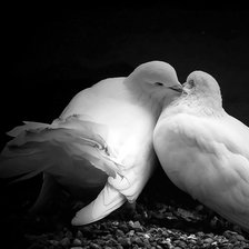 Схема вышивки «голуби»