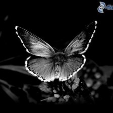 Схема вышивки «бабочка»