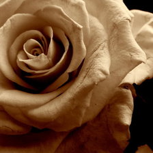 Схема вышивки «роза»