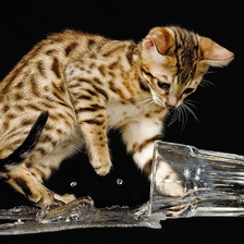 Схема вышивки «киса»