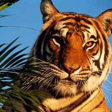 Схема вышивки «год тигра»