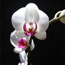 Схема вышивки «орхидея»