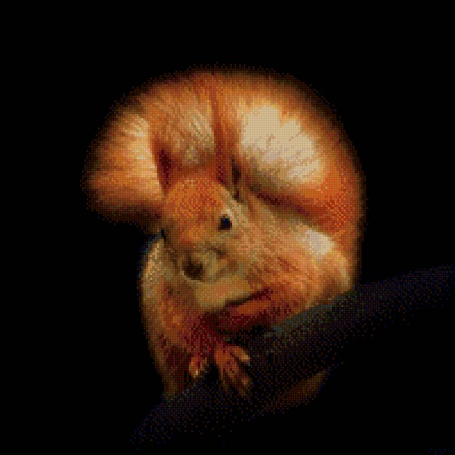 белка - животные, на черном, белка - предпросмотр