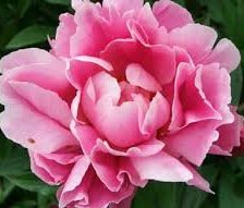 Схема вышивки «tsetseg»