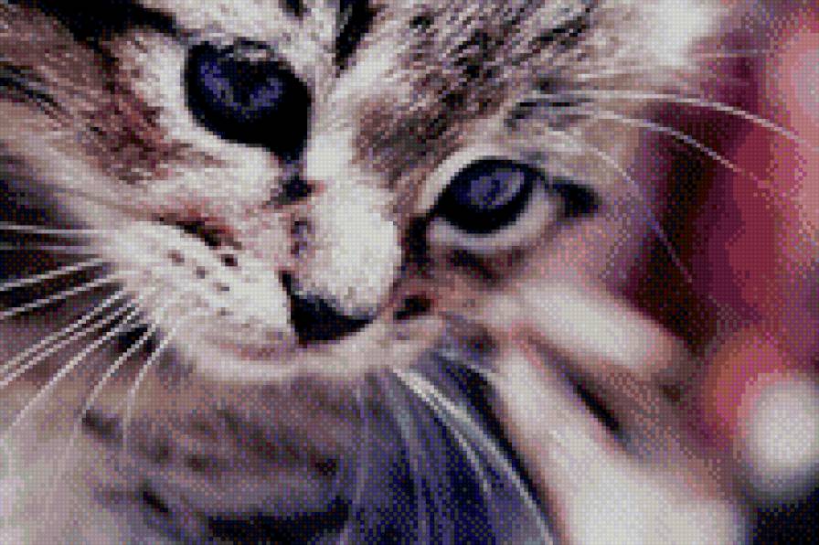 котёнок - кот, животные, кошка - предпросмотр