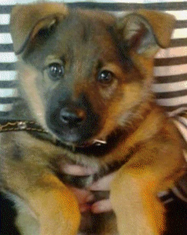 Тося - предпросмотр