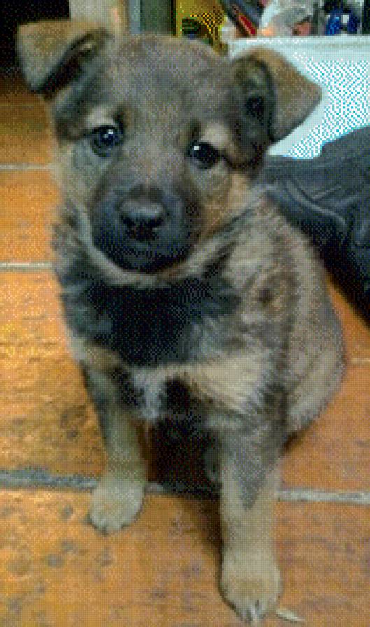 Тося - предпросмотр