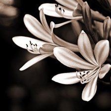 Схема вышивки «цветок»