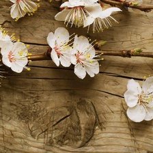 Схема вышивки «вишнёвый цветок»