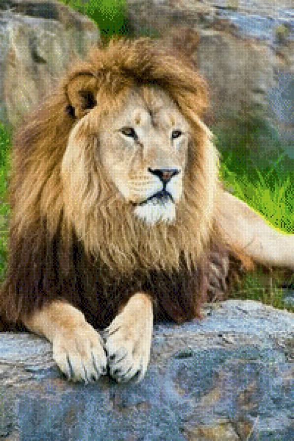 Лев - лев, зверь, хищник - предпросмотр