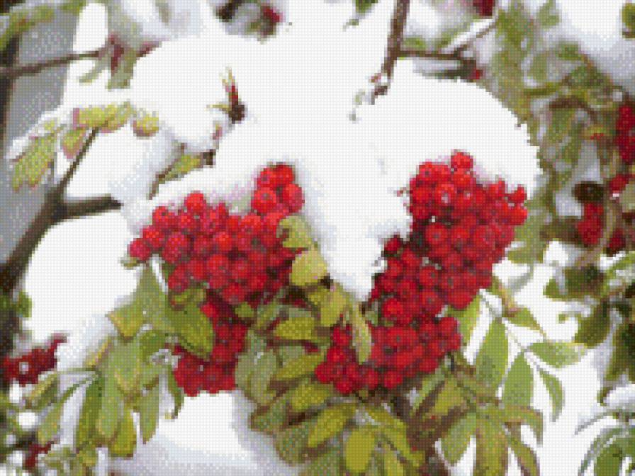 Рябина - предпросмотр