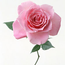 Схема вышивки «№829776»