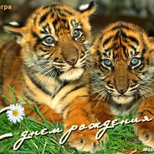 Схема вышивки «тигрята»