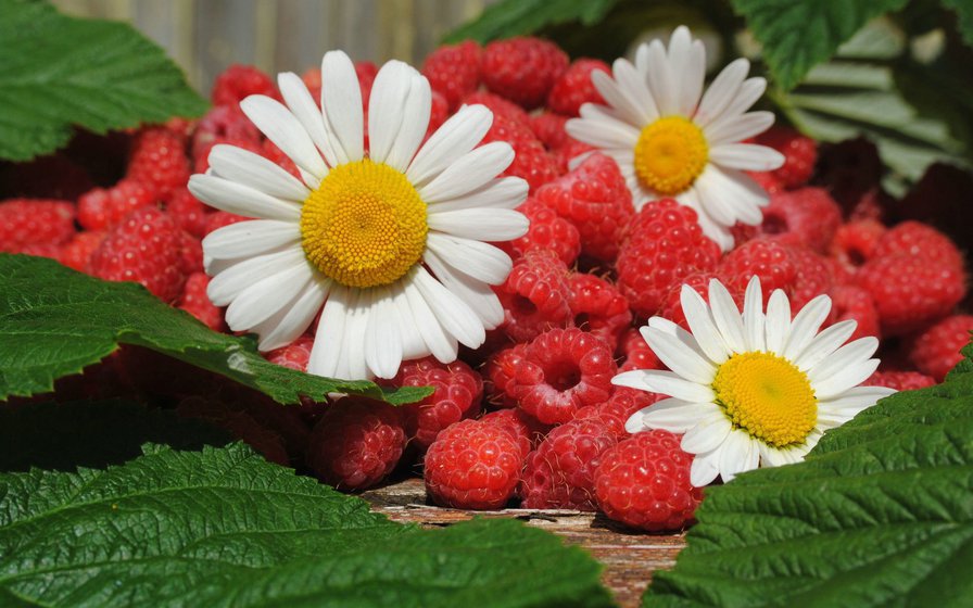 малина и ромашки - оригинал