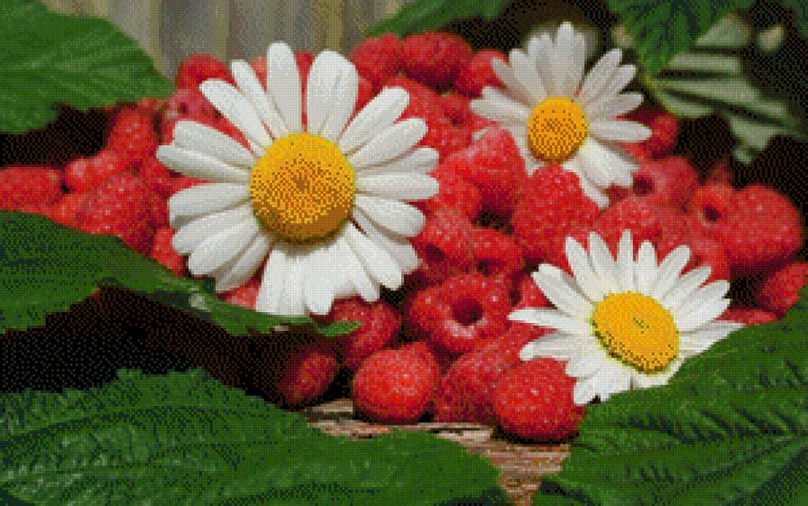 малина и ромашки - предпросмотр