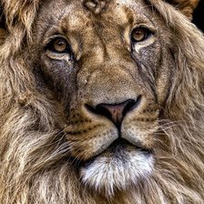 Схема вышивки «Лев»