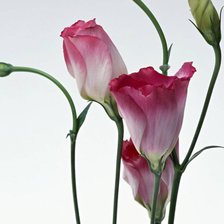 Схема вышивки «Цветы»