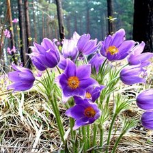 Схема вышивки «Цветы»