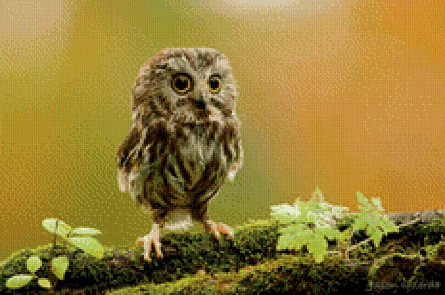 совенок - предпросмотр