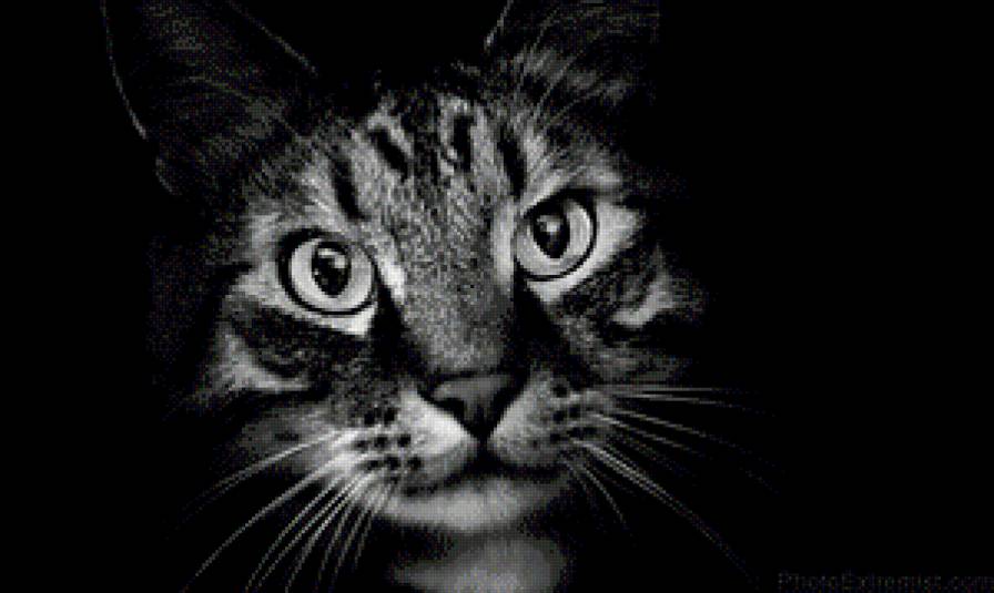 взгляд - кот, кошка, киса, животные, на черном - предпросмотр