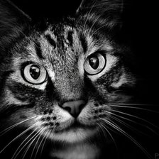 Схема вышивки «взгляд»