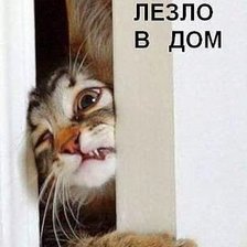 Схема вышивки «наглый»