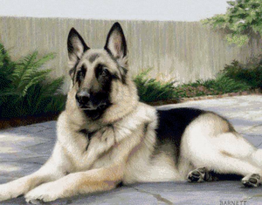 Немецкая овчарка - живитные, немецкая овчарка, собака - предпросмотр