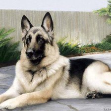 Схема вышивки «Немецкая овчарка»