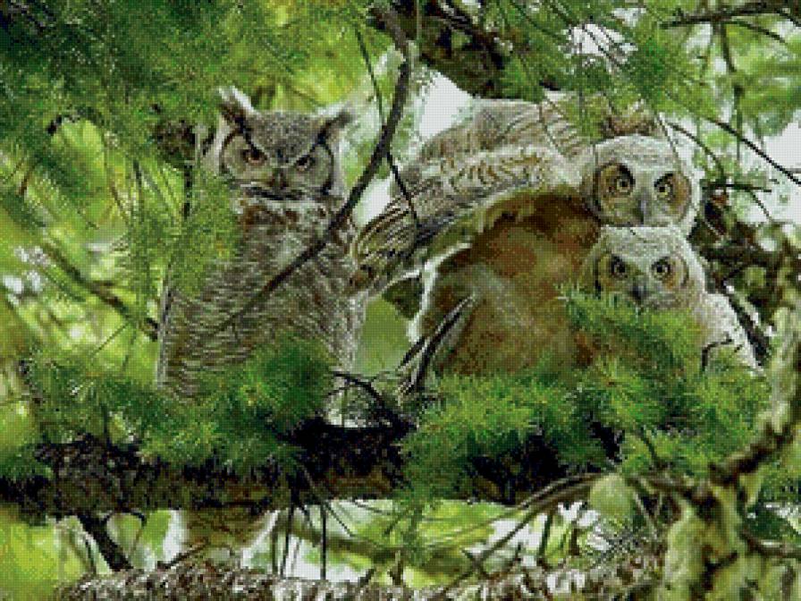 совы - совы, животные - предпросмотр