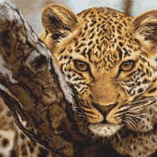 Схема вышивки «Леопард»