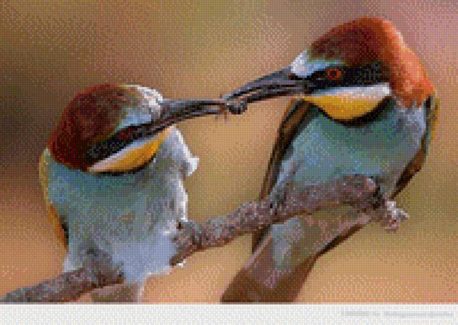 Пташки - птицы, забота, двое - предпросмотр