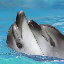 Схема вышивки «Дельфины»