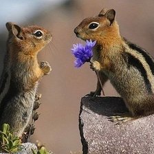 Схема вышивки «Бурундучки»