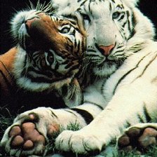 Схема вышивки «Тигрули»