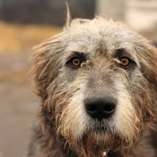 Схема вышивки «Ирландский волкодав»