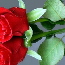 Схема вышивки «№830747»