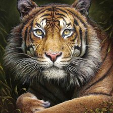 Схема вышивки «тигр»