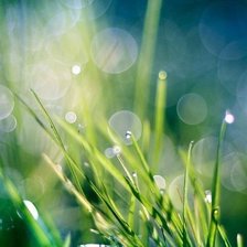 Схема вышивки «трава»