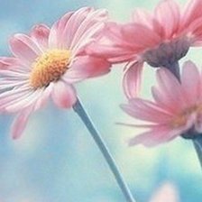 Схема вышивки «Герберы»