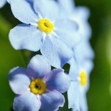 Незабудки 1