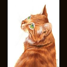 Схема вышивки «красавчик»